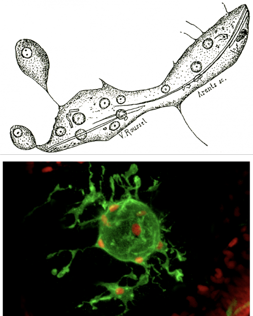 <p style="text-align: left"><strong>図２：間充織細胞による免疫応答</strong><br>（上）Metchnikoffによる、融合し多核状態で異物を取り込む間充織細胞のスケッチ。（下）直径20 µmの油滴を取り囲む間充織細胞（緑）。赤は核を示している。